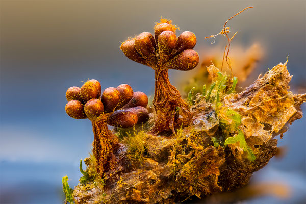 Myxomyceten Schleimpilz, Trichia verrucasa, ABM3:1, momente-der-schoepfung.ch