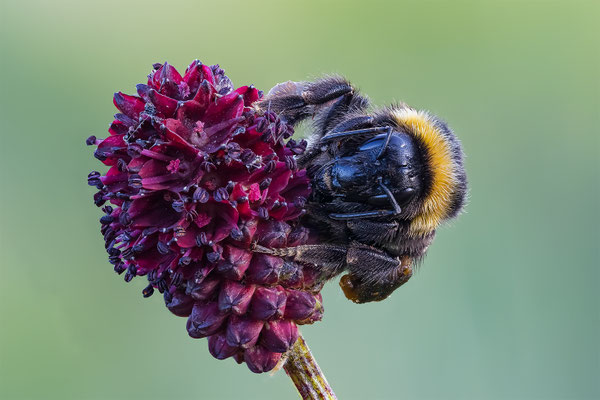 Hummel an Wiesenknopf, momente-der-schoepfung.ch