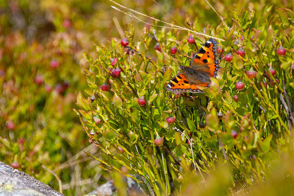 Kleiner Fuchs, momente-der-schoepfung.ch