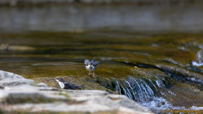 Wasseramsel, momente-der-schopfung.ch