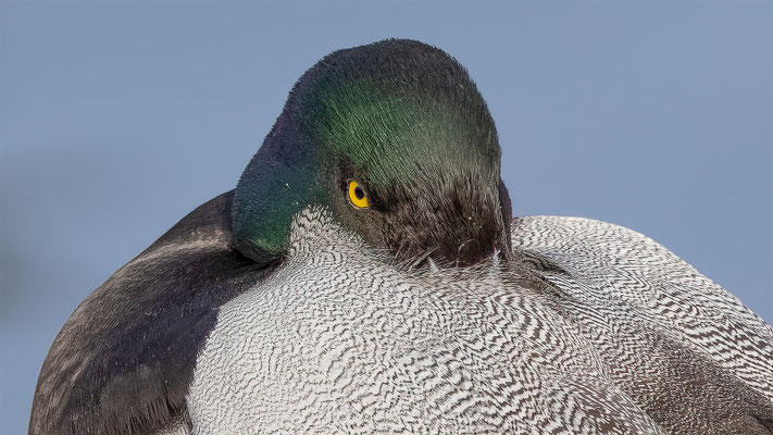 Ente, Tierpakt Arth Goldau, momente-der-schoepfung.ch