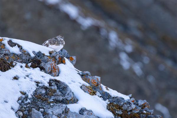 Alpenscheehuhn, momente-der-schoepfung.ch