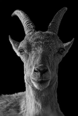 Alpensteinbock, momente-der-schoepfung.ch