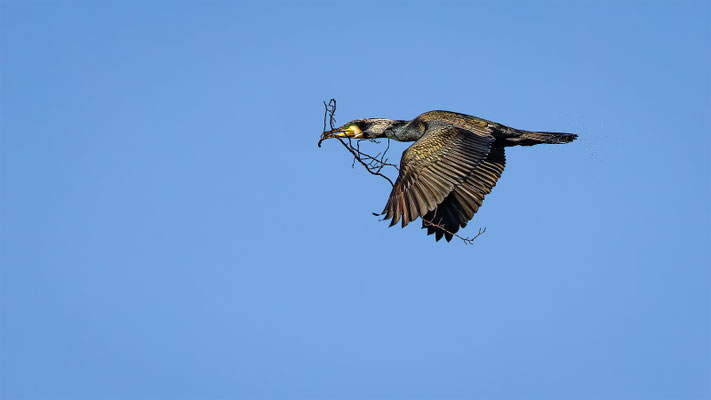 Kormoran, momente-der-schoepfung.ch