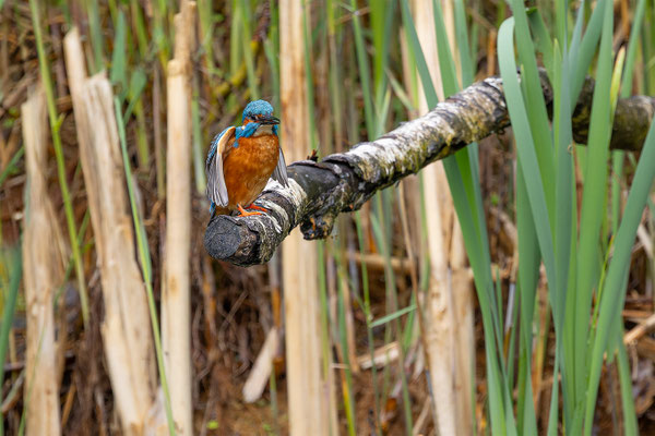 Eisvogel, momente-der-schoepfung.ch