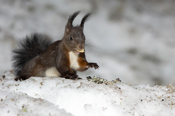 Eichhörnchen, momente-der-schoepfung.ch