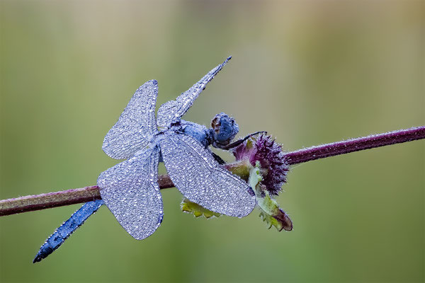 Libelle unbekannt, momente-der-schoepfung.ch