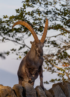 Alpensteinbock, momente-der-schoepfung.ch