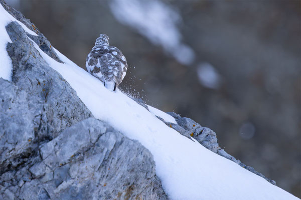 Alpenscheehuhn, momente-der-schoepfung.ch