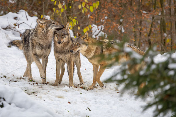 Wolf, momente-der-schoepfung.ch