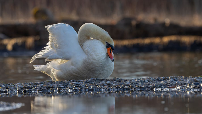 Höckerschwan, momente-der-schoepfung.ch