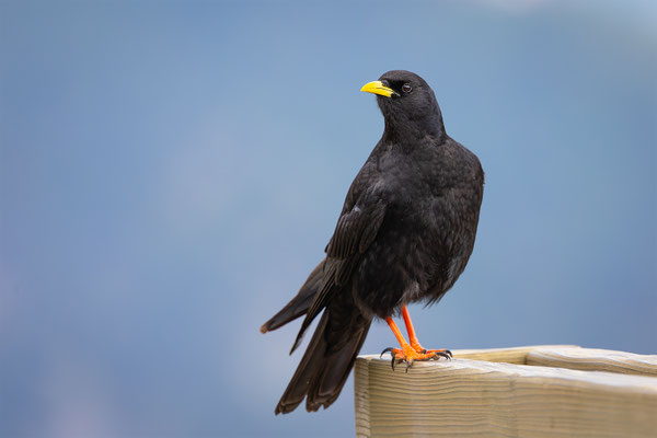 Alpendohle, momente-der-schoepfung.ch