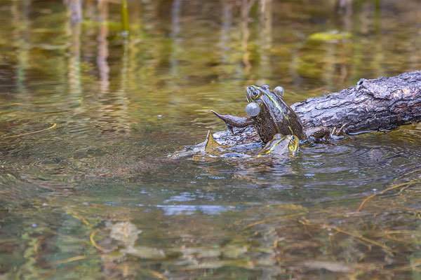 Teichfrosch, momente-der-schoepfung.ch
