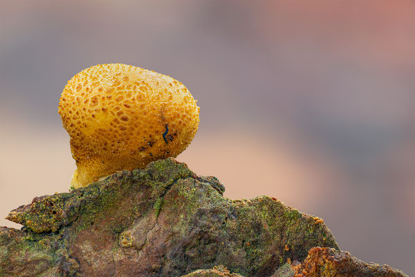 Kartoffel Bovist, momente-der-schoepfung.ch