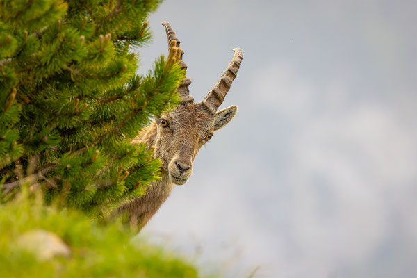 Alpensteinbock, momente-der-schoepfung.ch