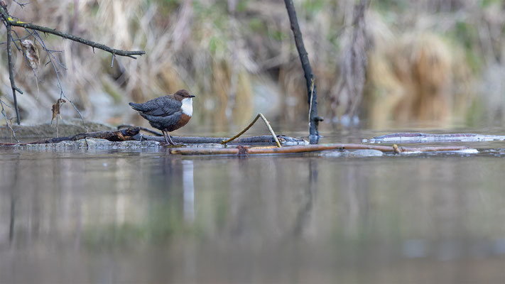 Wasseramsel, momente-der-schopfung.ch