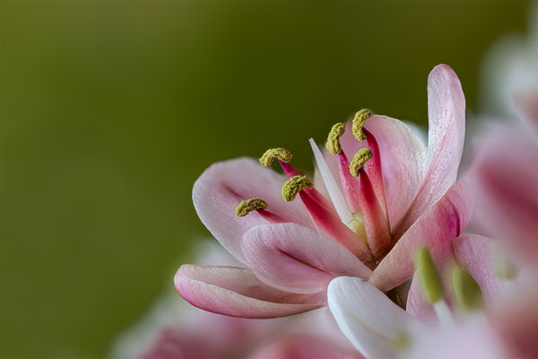 Alium Blüte, ABM1.5:1, momente-der-schoepfung.ch