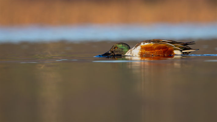 Löffelenten, momente-der-schoepfung.ch