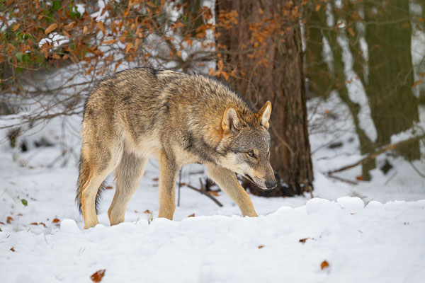 Wolf, momente-der-schoepfung.ch