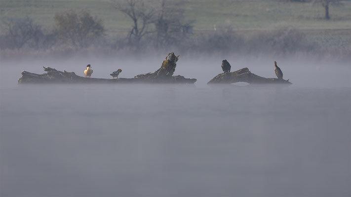 Kormoran, momente-der-schoepfung.ch