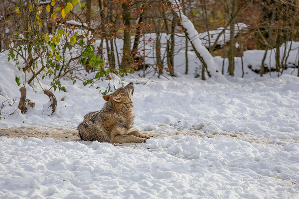 Wolf, momente-der-schoepfung.ch