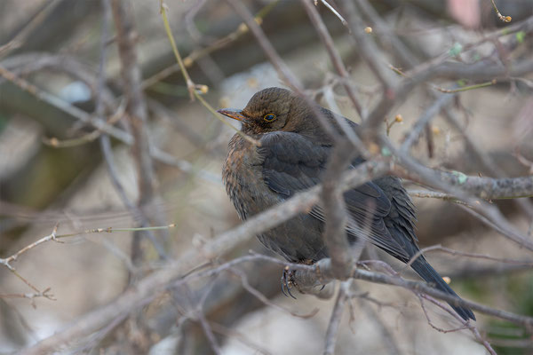Amsel, momene-der-schoepfung.ch
