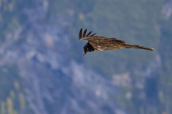 Bartgeier, momente-der-schoepfung.ch