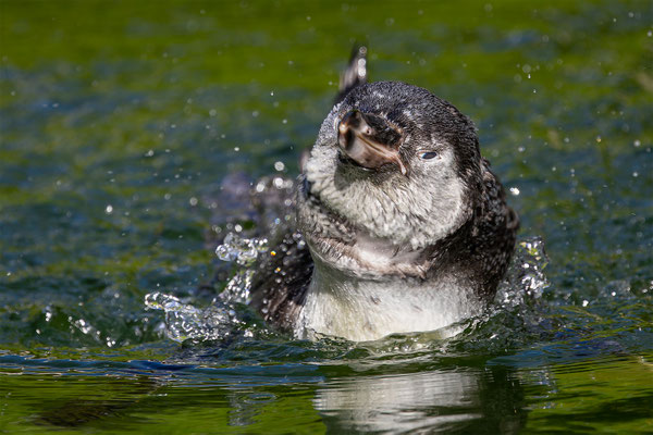 Humboldpinguin, Zürcher Zoo, momente-der-schoepfung.ch
