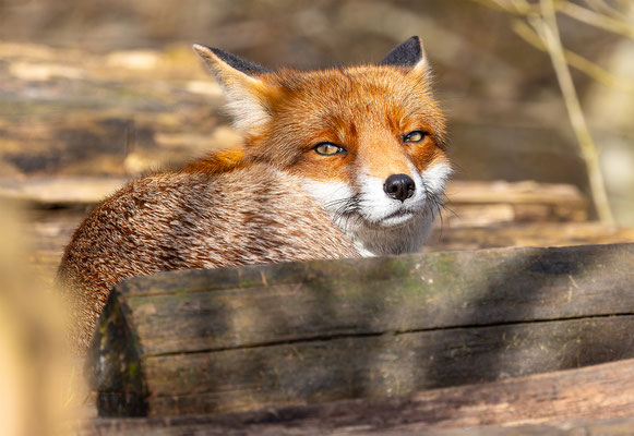 Fuchs, momente-der-schoepfung.ch
