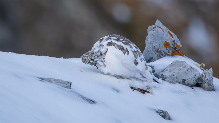Alpenscheehuhn, momente-der-schoepfung.ch