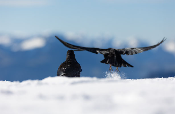 Alpendohle, momente-der-schoepfung.ch