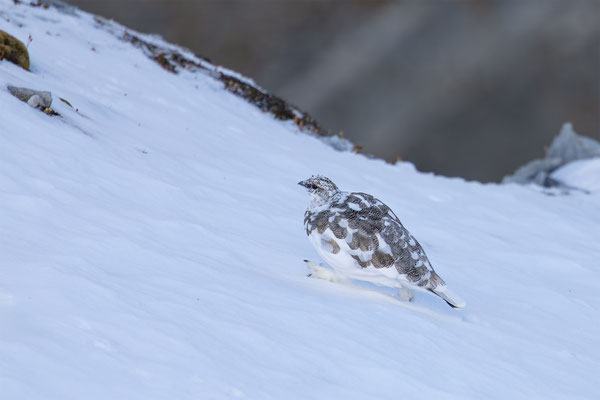 Alpenscheehuhn, momente-der-schoepfung.ch