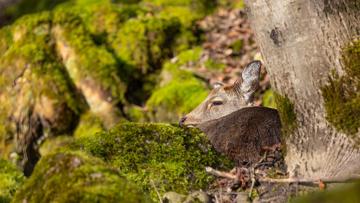 Mufflon, Tierpakt Arth Goldau, momente-der-schoepfung.ch