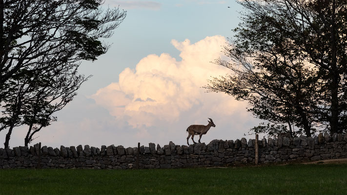 Alpensteinbock, momente-der-schoepfung.ch