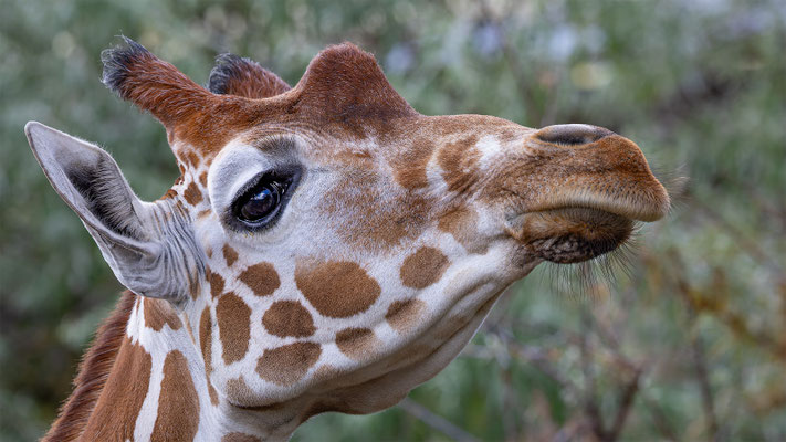 Netzgiraffe, Zürcher Zoo, momente-der-schoepfung.ch