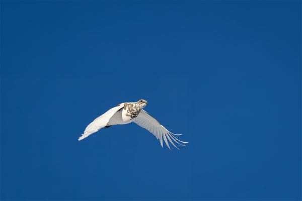 Alpenscheehuhn, momente-der-schoepfung.ch