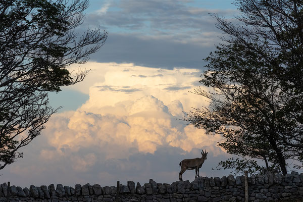 Alpensteinbock, momente-der-schoepfung.ch