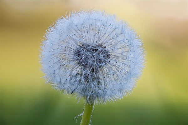 Pusteblume, momente-der-schoepfung.ch
