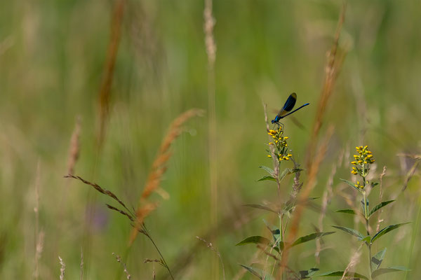 Prachtslibelle, momente-der-schoepfung.ch
