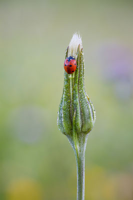 Marienkäfer, momente-der-schoepfung.ch