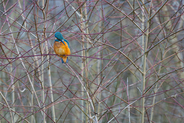 Eisvogel, momente-der-schoepfung.ch