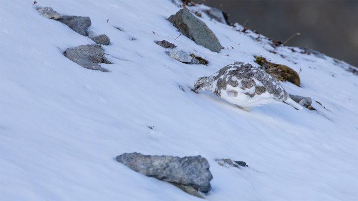 Alpenscheehuhn, momente-der-schoepfung.ch