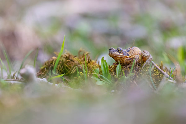 Grasfrosch, momente-der-schoepfung.ch