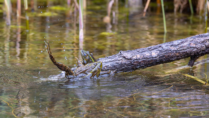 Teichfrosch, momente-der-schoepfung.ch