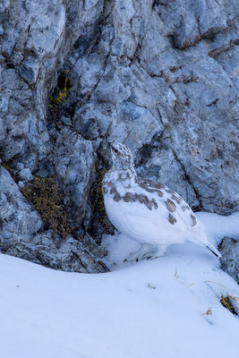 Alpenscheehuhn, momente-der-schoepfung.ch