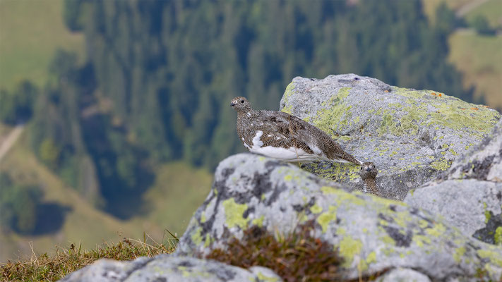 Alpenscheehuhn, momente-der-schoepfung.ch