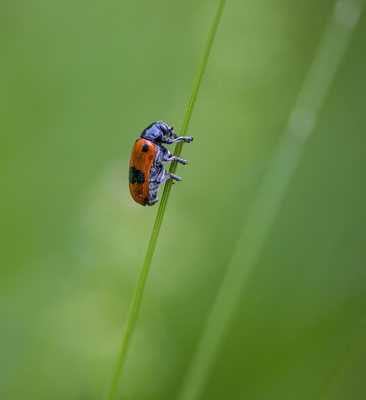 Ameisensackkäfer, momente-der-schoepfung.ch