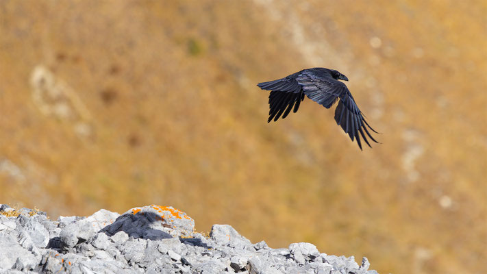 Kolkrabe, momente-der-schoepfung.ch