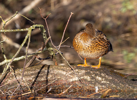 Stockente, momente-der-schoepfung.ch