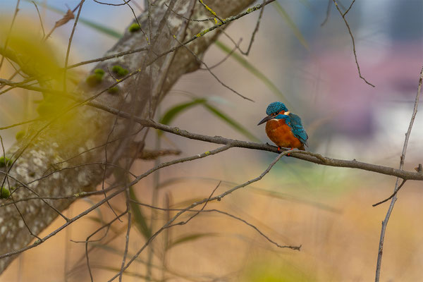 Eisvogel, momente-der-schoepfung.ch